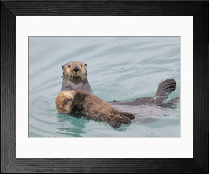 Framed Print : Alaskan / Northern Sea Otter - mother carrying her very young pup - while pups at this age float quite well they haven't learned the coordination or have the strength to swim very far so mother hauls them around much of the time Framed Print : Alaskan / Northern Sea Otter - mother carrying her very young pup - while pups at this age float quite well they haven't learned the coordination or have the strength to swim very far so mother hauls them around much of the time