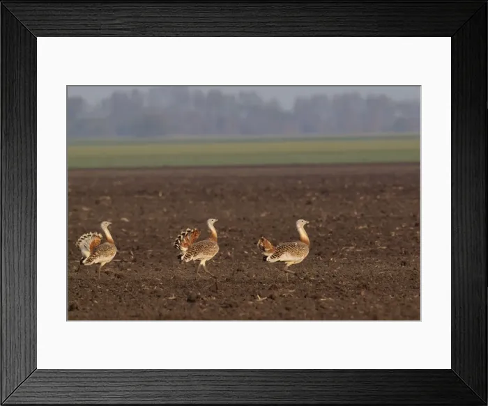 Framed Print : Great Bustard - males in mating season - Austria Framed Print : Great Bustard - males in mating season - Austria
