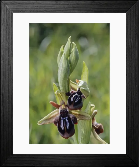Framed Print : Cretan Bee Orchid - Crete Framed Print : Cretan Bee Orchid - Crete