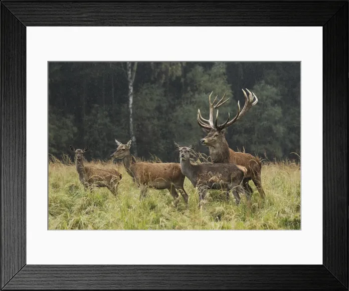 Framed Print : Red Deer - herd in rut - Saxonia - Germany Framed Print : Red Deer - herd in rut - Saxonia - Germany