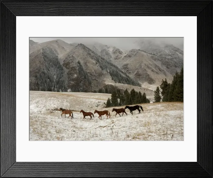 Framed Print : Horses, Tienschan mountain, Kazakhstan Framed Print : Horses, Tienschan mountain, Kazakhstan