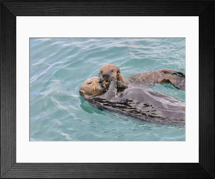 Framed Print : Alaskan / Northern Sea Otter - mother sharing a crab with pup - Alaska _D3B5025 Framed Print : Alaskan / Northern Sea Otter - mother sharing a crab with pup - Alaska _D3B5025