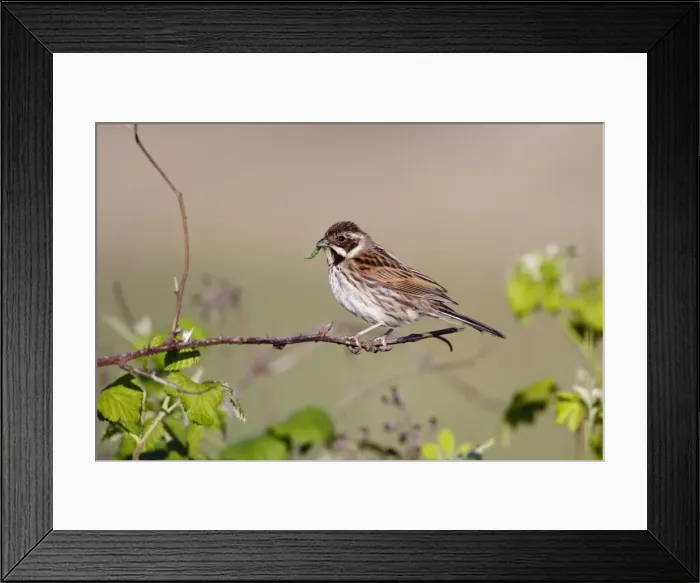 Framed Print : Reed Bunting - female - approaching nest carrying a caterpillar in mouth for the chicks - Bowesfield Nature Reserve - Cleveland - UK Framed Print : Reed Bunting - female - approaching nest carrying a caterpillar in mouth for the chicks - Bowesfield Nature Reserve - Cleveland - UK