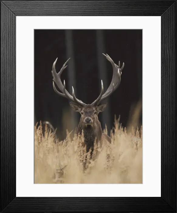 Framed Print : Red Deer - buck - Saxonia - Germany Framed Print : Red Deer - buck - Saxonia - Germany