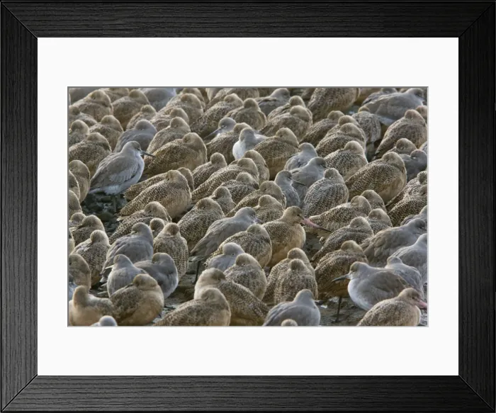 Framed Print : Marbled Godwits and Willets - High tide roost - winter evening, Bodega Bay, north California Framed Print : Marbled Godwits and Willets - High tide roost - winter evening, Bodega Bay, north California