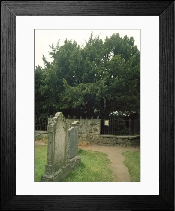 Framed Print : Fortingall Yew - in Church-yard Perthshire Scotland Framed Print : Fortingall Yew - in Church-yard Perthshire Scotland