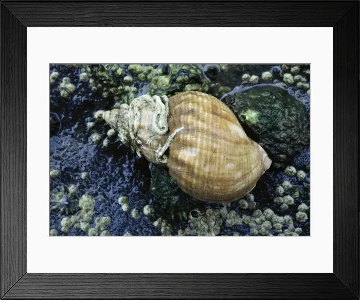 Framed Print : Common Whelk Shell - with worm tubes on shell Framed Print : Common Whelk Shell - with worm tubes on shell