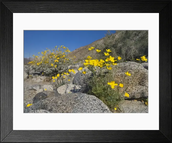 Framed Print : Mexican Gold Poppies and Brittlebush (Encelia farinosa) grow between rocks in the desert - Anza Borrego Desert State Park - California - USA Framed Print : Mexican Gold Poppies and Brittlebush (Encelia farinosa) grow between rocks in the desert - Anza Borrego Desert State Park - California - USA