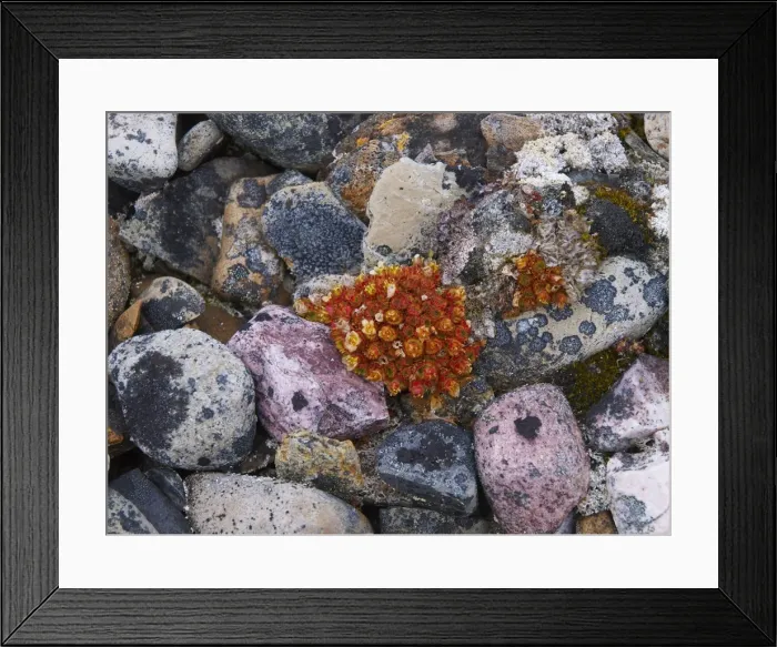 Framed Print : Plant and lichen on stones - Svalbard - Norway Framed Print : Plant and lichen on stones - Svalbard - Norway
