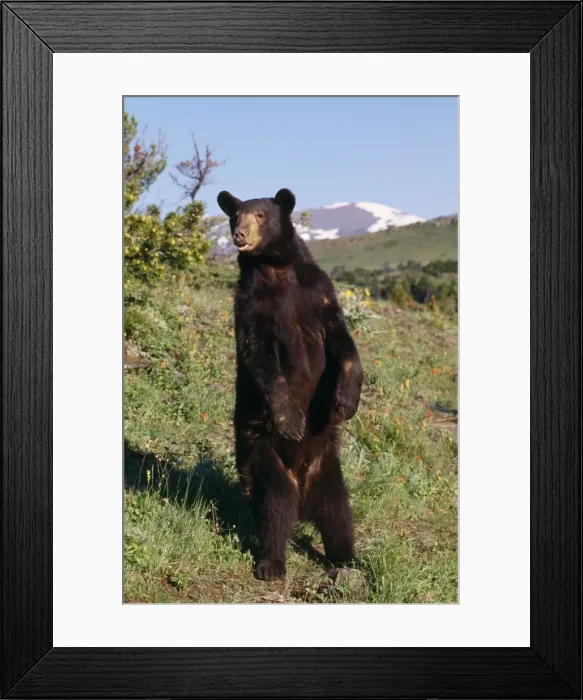 Framed Print : American Black Bear Framed Print : American Black Bear