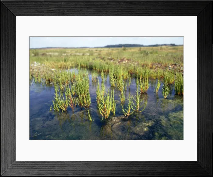 Framed Print : Glasswort - growing in silty mudflats Framed Print : Glasswort - growing in silty mudflats