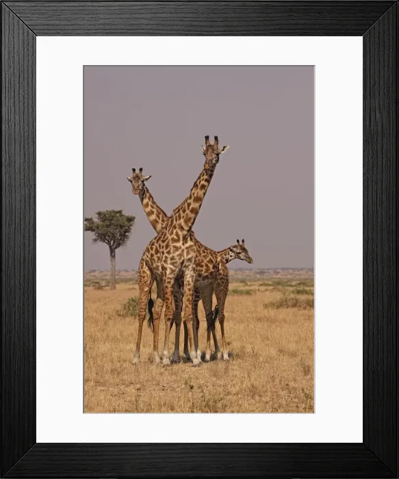 Framed Print : Masai Giraffe - family - Maasai Mara - Kenya