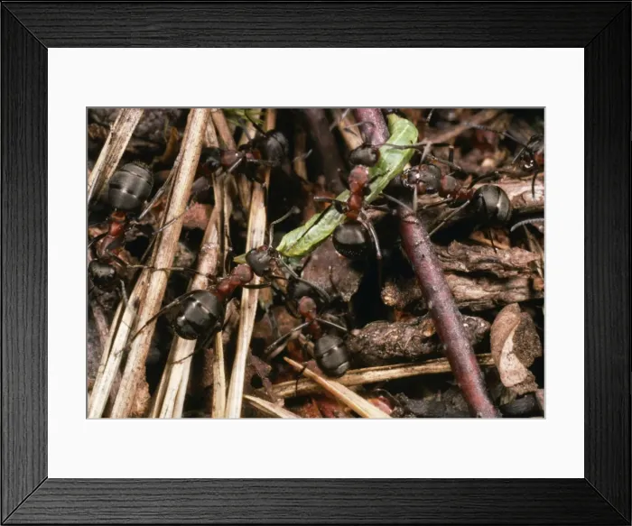 Framed Print : Wood Ants - Dragging prey - UK Framed Print : Wood Ants - Dragging prey - UK