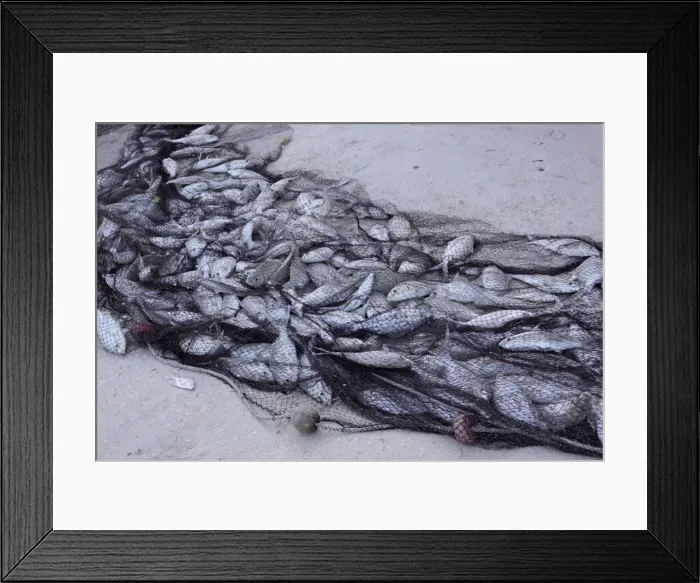 Framed Print : Fish - caught in net - Mahe - Seychelles Framed Print : Fish - caught in net - Mahe - Seychelles