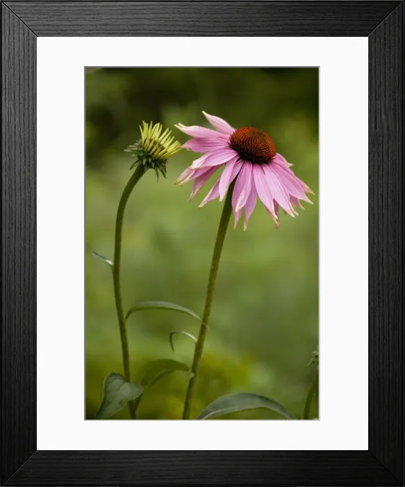 Framed Print : Echinacea in flower; garden variety: Echinacea purpurea doubledecker Framed Print : Echinacea in flower; garden variety: Echinacea purpurea doubledecker