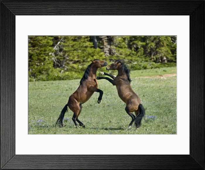 Framed Print : Wild / Feral Horses - dominance behavior between stallions - Western U. S. - Summer _D2A5686 Framed Print : Wild / Feral Horses - dominance behavior between stallions - Western U. S. - Summer _D2A5686