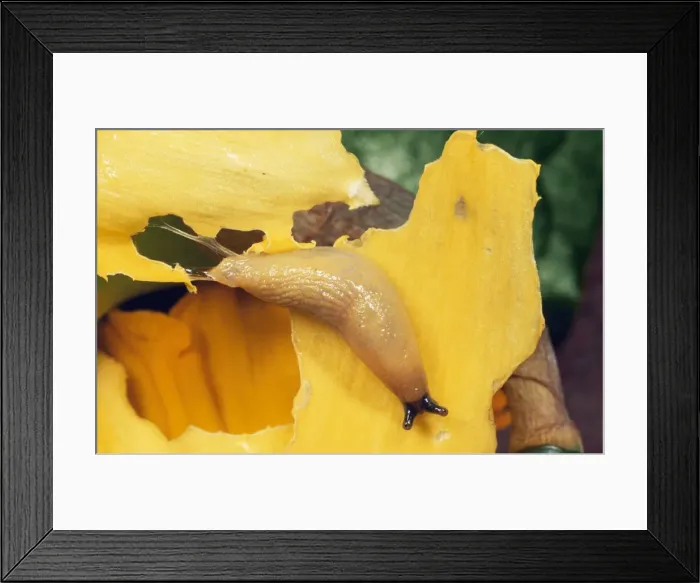 Framed Print : Slug - eating Daffodil in garden, UK