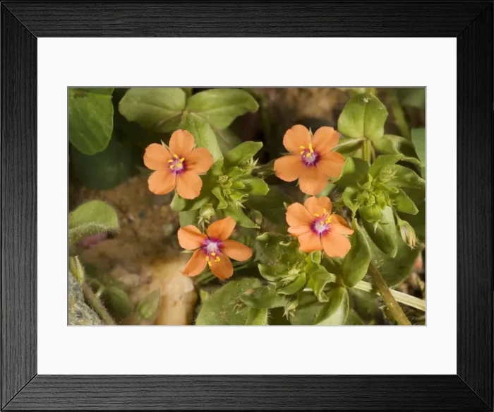Framed Print : Scarlet pimpernel (Anagallis arvensis) in flower Framed Print : Scarlet pimpernel (Anagallis arvensis) in flower