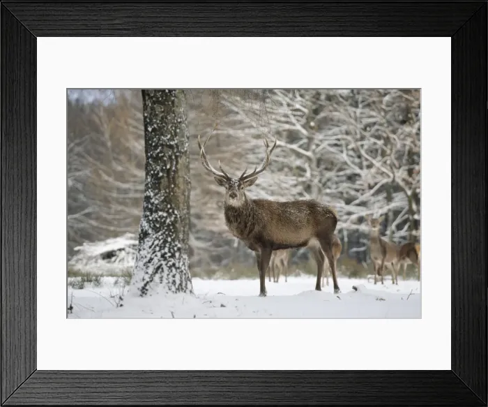 Framed Print : Red Deer - in winter coat, standing in snow Framed Print : Red Deer - in winter coat, standing in snow