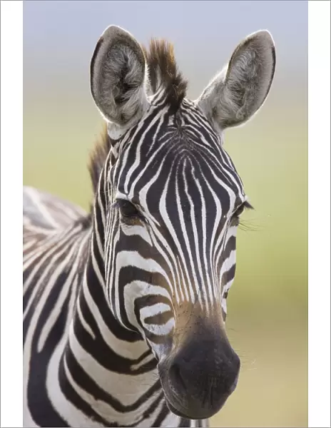 Plains Zebra - Maasai Mara Triangle - Kenya
