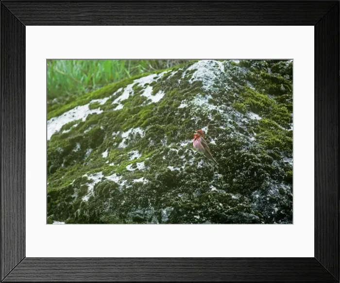 Framed Print : Common Rosefinch - singing - Nepal