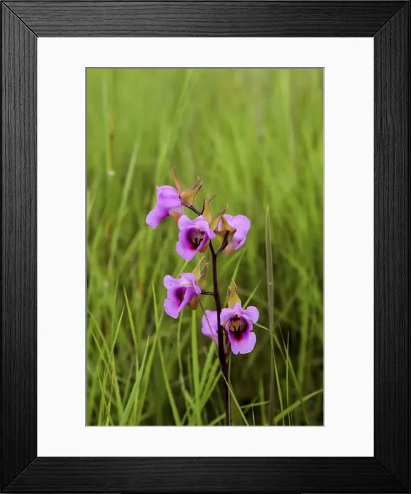 Framed Print : Wild Flower - Kalambo falls - Lake Tanganika - Tanzania - Africa Framed Print : Wild Flower - Kalambo falls - Lake Tanganika - Tanzania - Africa