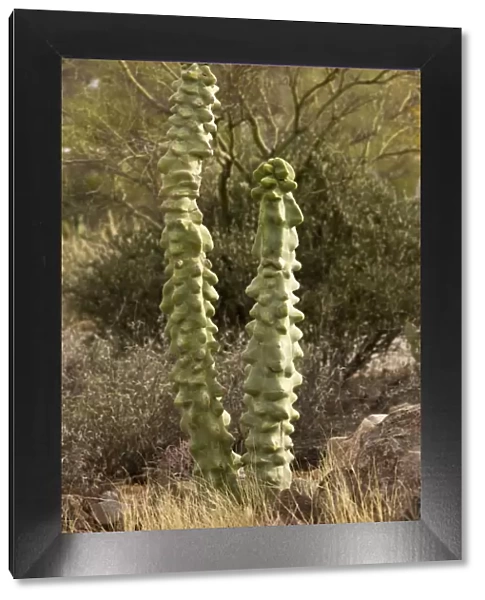Totem Pole cactus Lophocereus schottii var monstrosus; Arizona and Mexico