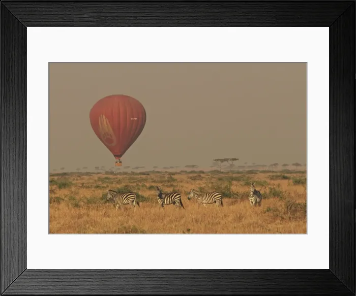 Framed Print : Zebras - with Balloon safari overhead - Maasai Mara - Kenya Framed Print : Zebras - with Balloon safari overhead - Maasai Mara - Kenya