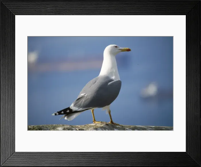 Framed Print : Yellow-legged Gull Framed Print : Yellow-legged Gull