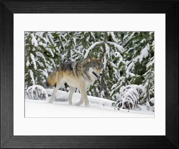 Framed Print : Wild Grey Wolf - in snow - Yellowstone National Park - Wyoming - USA _D3D3575 Framed Print : Wild Grey Wolf - in snow - Yellowstone National Park - Wyoming - USA _D3D3575