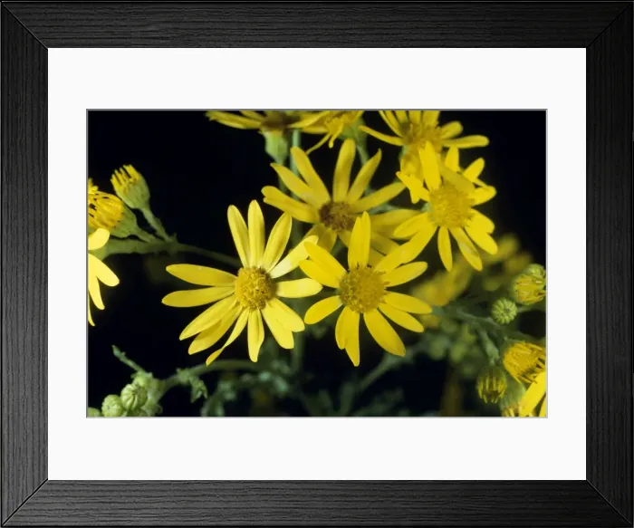 Framed Print : Common Ragwort Framed Print : Common Ragwort