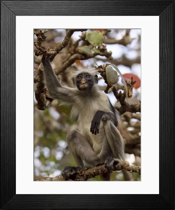 Framed Print : Kirk's / Zanzibar Red Colobus Monkey - in tree - Zanzibar - Tanzania Framed Print : Kirk's / Zanzibar Red Colobus Monkey - in tree - Zanzibar - Tanzania