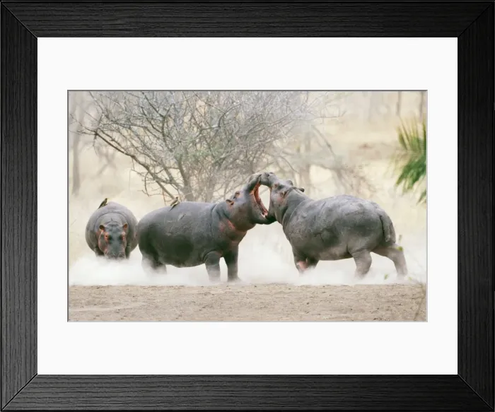 Framed Print : Hippopotamus RS 149 Juvenile male hippos play-fighting. Serengeti National Park Tanzania, Africa. © Robyn Stewart / ARDEA LONDON Framed Print : Hippopotamus RS 149 Juvenile male hippos play-fighting. Serengeti National Park Tanzania, Africa. © Robyn Stewart / ARDEA LONDON