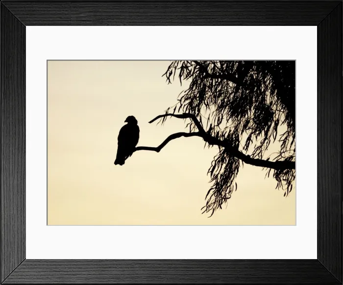 Framed Print : Black Kite - silhouette of bird at dusk - Queensland - Australia Framed Print : Black Kite - silhouette of bird at dusk - Queensland - Australia