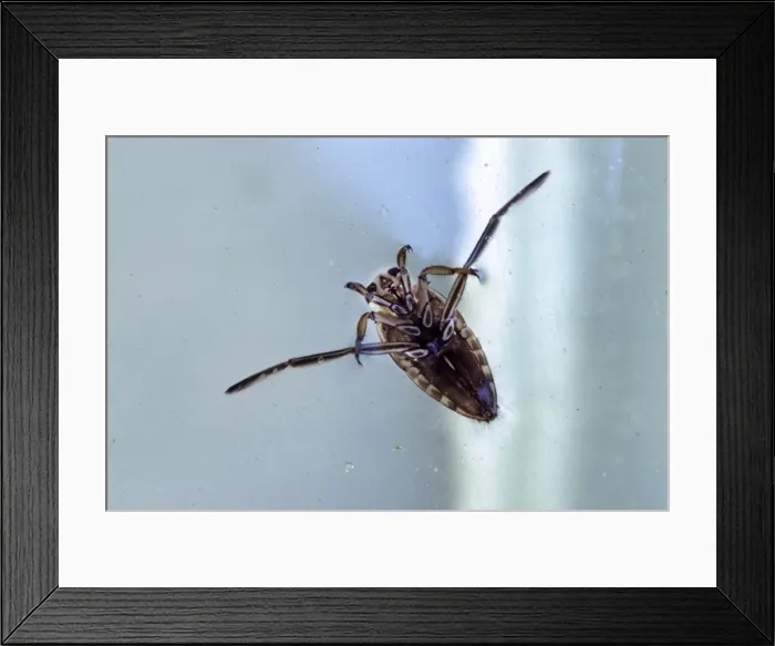 Framed Print : Backswimmer - in pool