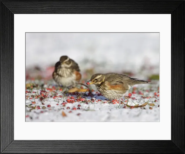 Framed Print : Redwing - in winter - on snow covered ground foraging for rowen berries - Cleveland - UK Framed Print : Redwing - in winter - on snow covered ground foraging for rowen berries - Cleveland - UK