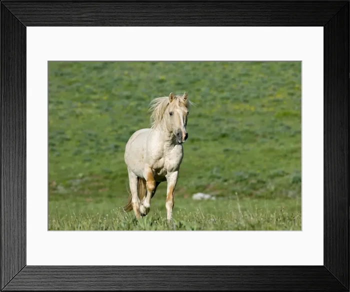 Framed Print : Wild / Feral Horse - young stallion running - Western U. S. - Summer _D2A4763 Framed Print : Wild / Feral Horse - young stallion running - Western U. S. - Summer _D2A4763