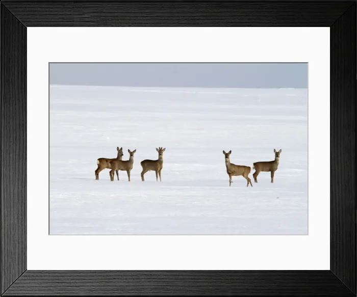 Framed Print : Roe Deers - group in winter snow - Germany Framed Print : Roe Deers - group in winter snow - Germany