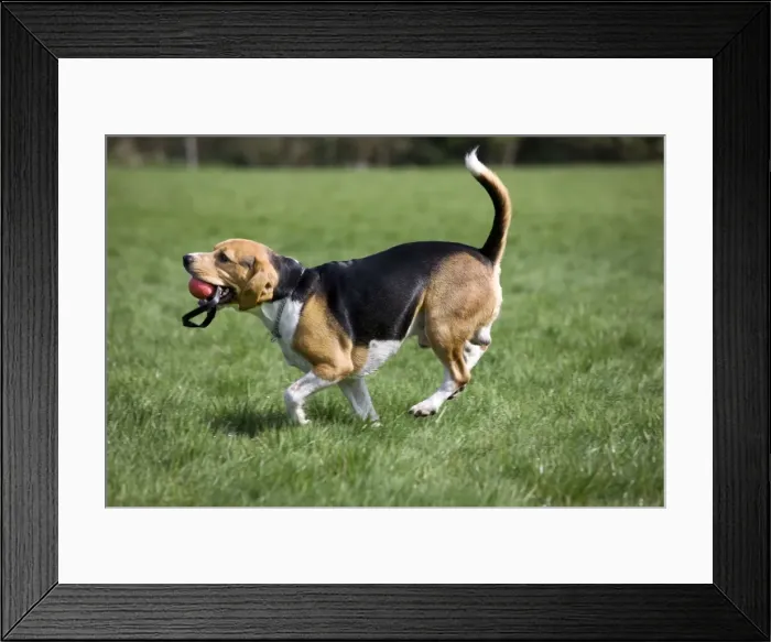 Framed Print : Dog - Beagle running in garden with ball in mouth Framed Print : Dog - Beagle running in garden with ball in mouth