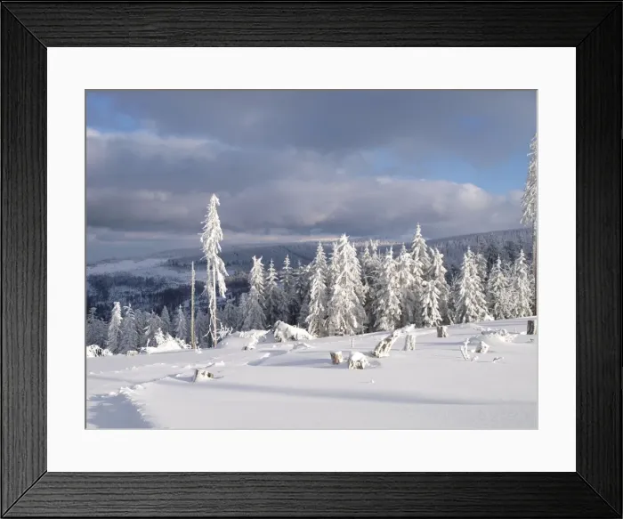 Framed Print : Trees in winter snow - Bayerischer Wald - Germany Framed Print : Trees in winter snow - Bayerischer Wald - Germany