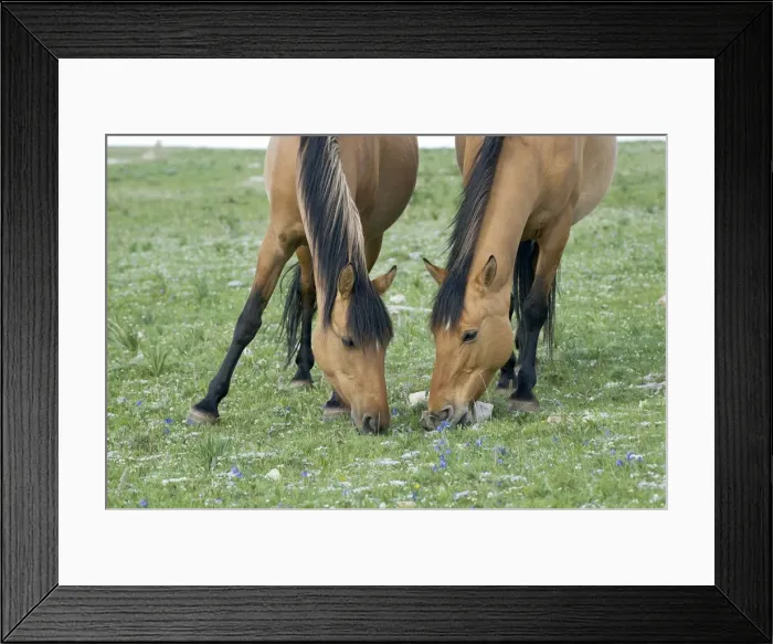 Framed Print : Wild  /  Feral Horses - mares (quite possibly a mother with a grown daughter) - Western U. S. - Summer _D2A4647