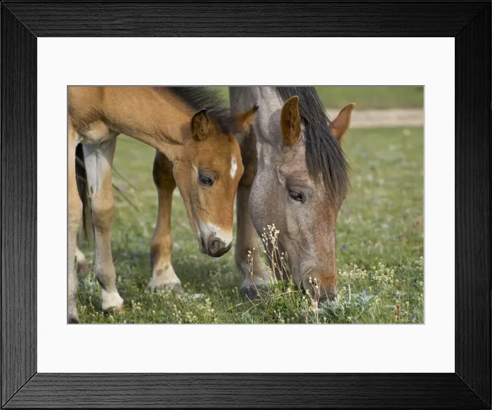 Framed Print : Wild / Feral Horses - mare with colt - Western U. S. - Summer _D2A4409 Framed Print : Wild / Feral Horses - mare with colt - Western U. S. - Summer _D2A4409