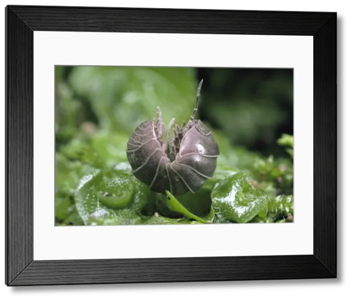 Framed Print : Pill Woodlouse - unrolling, UK Framed Print : Pill Woodlouse - unrolling, UK