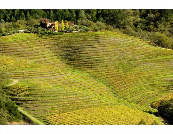 Vineyard - in Autumn colour - Napa Valley vineyards - above Calistoga in the Pallisade Mountains; California