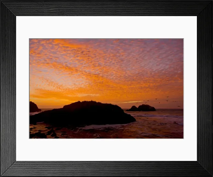 Framed Print : Western Gulls - coming in to roost at sunset on Seal Rocks, Point Lobos, San Francisco Framed Print : Western Gulls - coming in to roost at sunset on Seal Rocks, Point Lobos, San Francisco