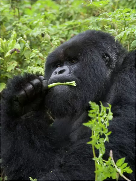 Mountain Gorilla - large silverback feeding on vegetation. Virunga Volcanoes National Park - Rwanda. Endangered Species