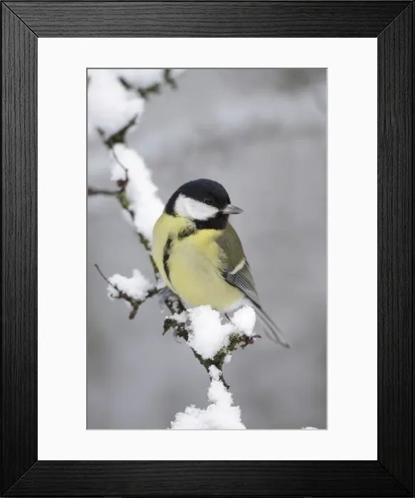 Framed Print : Great Tit - on snow covered twig - Cleveland - UK Framed Print : Great Tit - on snow covered twig - Cleveland - UK