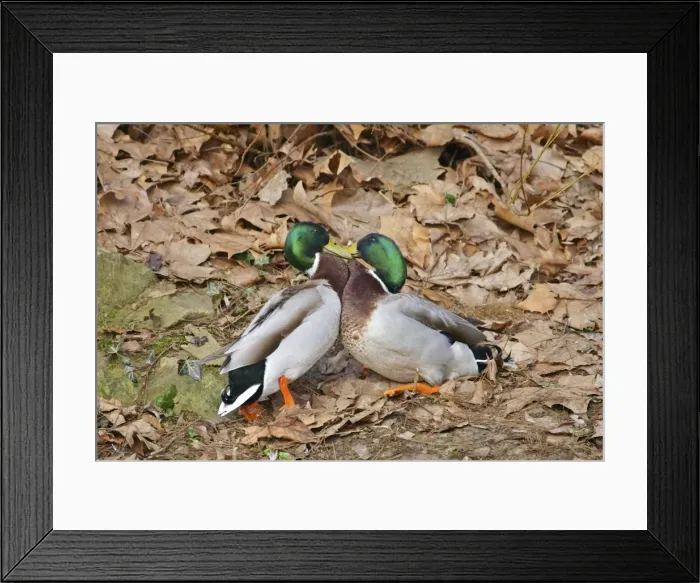 Framed Print : Mallards - males fighting in mating season - Germany Framed Print : Mallards - males fighting in mating season - Germany