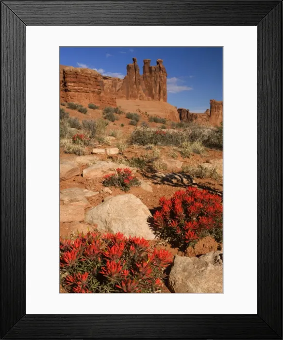 Framed Print : Desert Paintbrush - bright red blooming desert paintbrush and rock formation called the Three Gossips - Arches National Park, Utah, USA Framed Print : Desert Paintbrush - bright red blooming desert paintbrush and rock formation called the Three Gossips - Arches National Park, Utah, USA