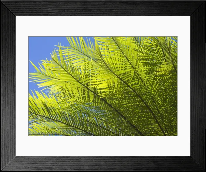 Framed Print : Cycads after the fire - detail of a cycad's freshly sprouted leaves after a wildfire. The leaves are a bright green and very finely defined - Northern Territory, Australia Framed Print : Cycads after the fire - detail of a cycad's freshly sprouted leaves after a wildfire. The leaves are a bright green and very finely defined - Northern Territory, Australia